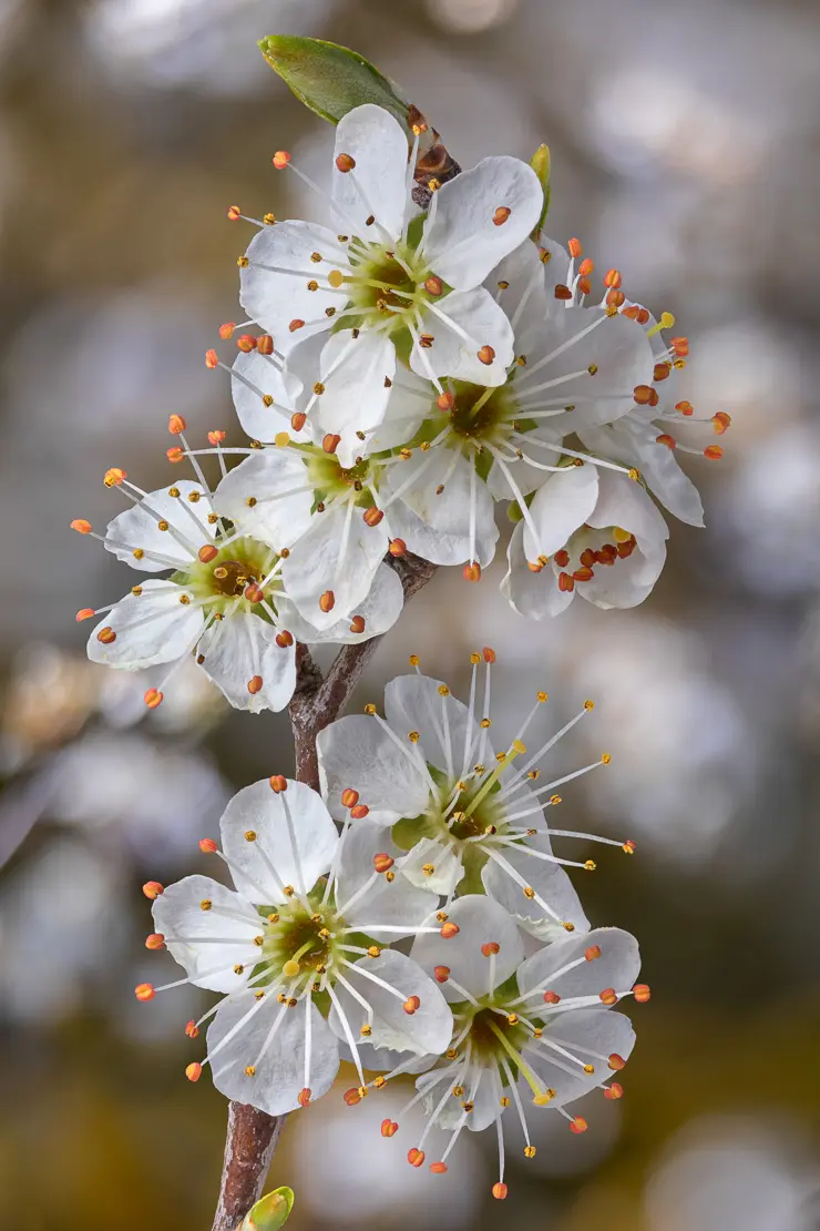 Schwarzdorn (Prunus spinosa)